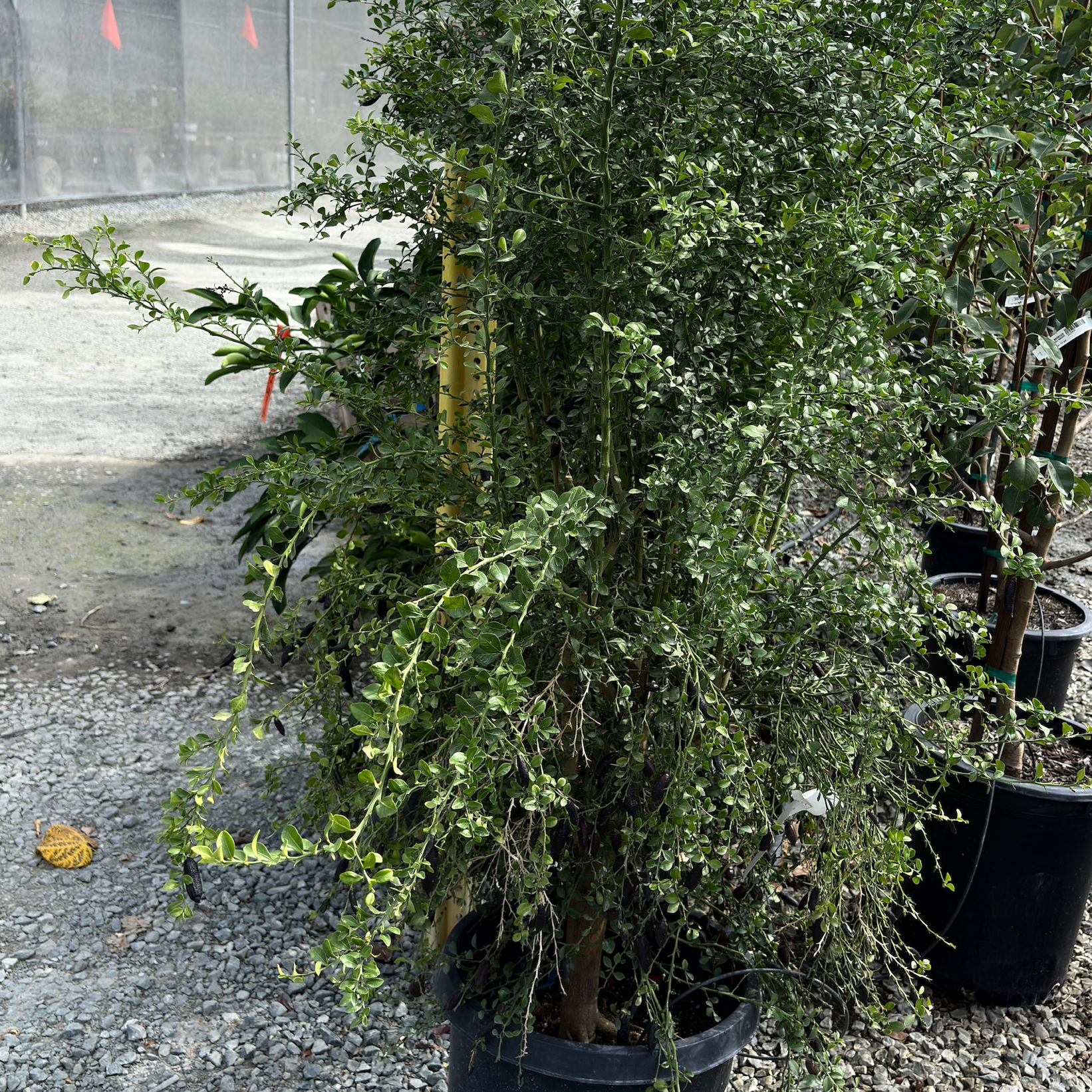 Australian Finger Lime