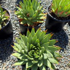 Spiral Aloe