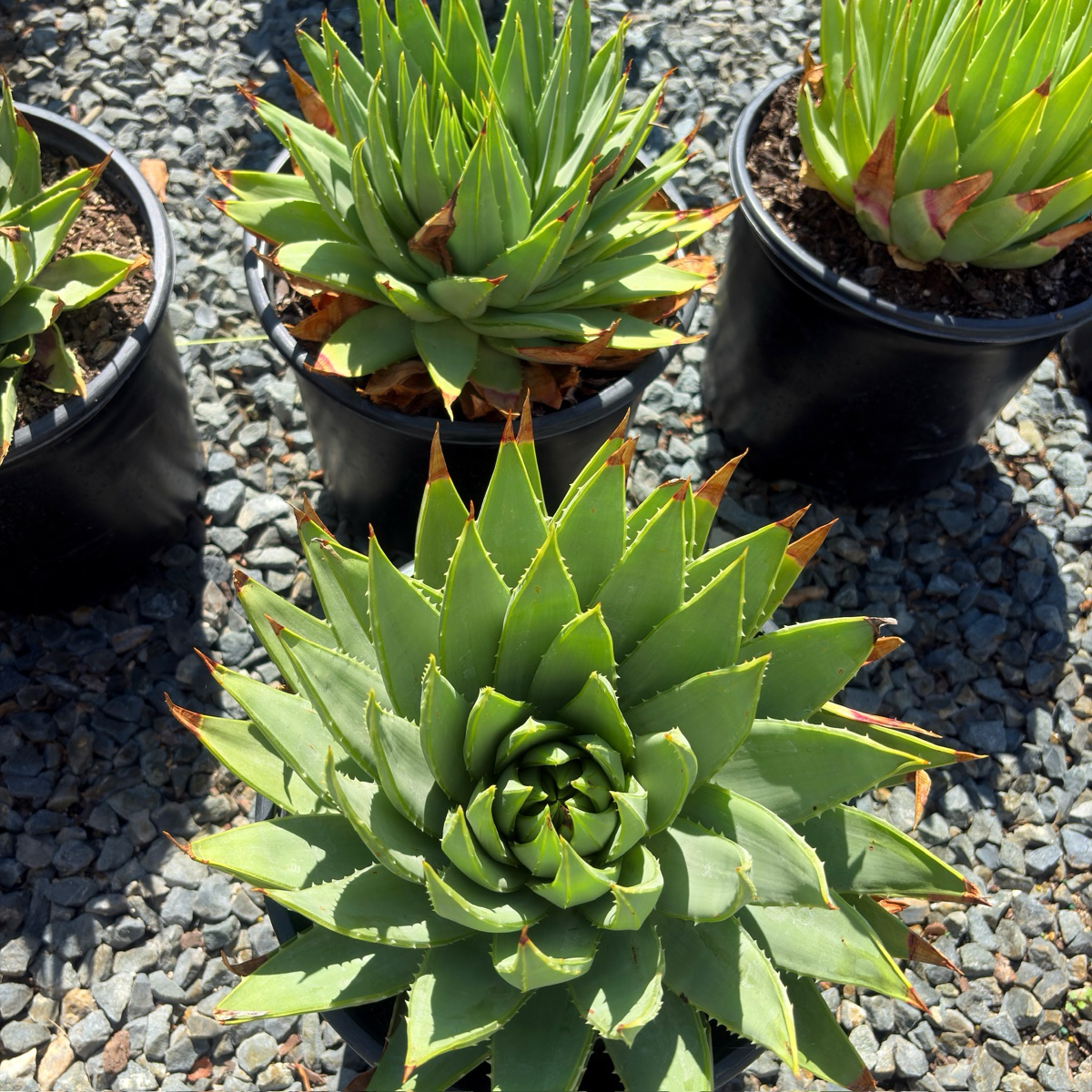 Spiral Aloe