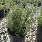 Blue Spires Rosemary