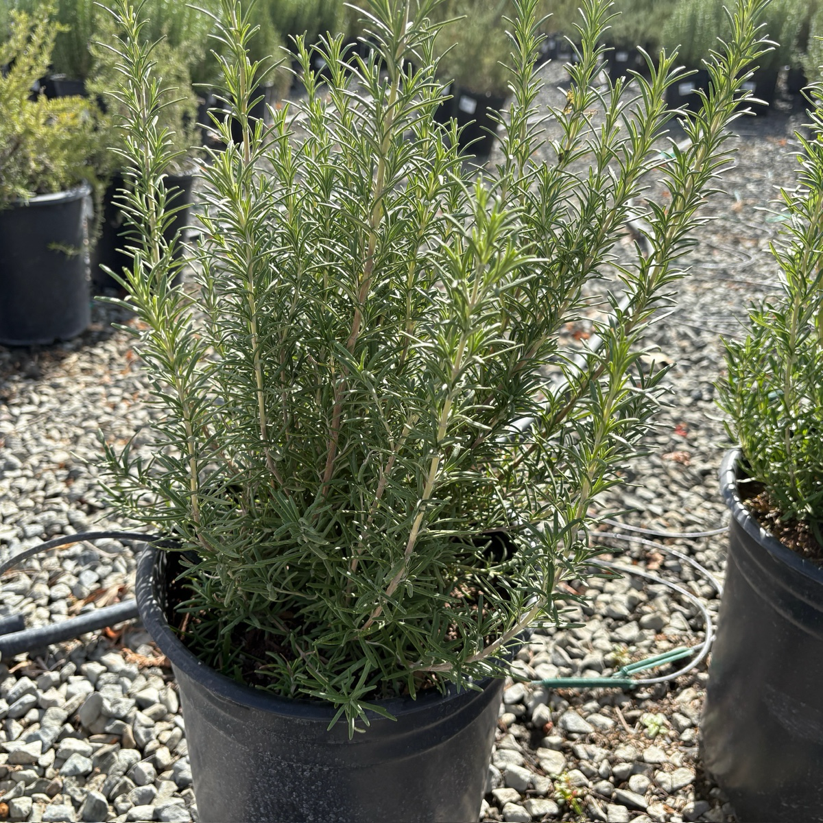 Blue Spires Rosemary