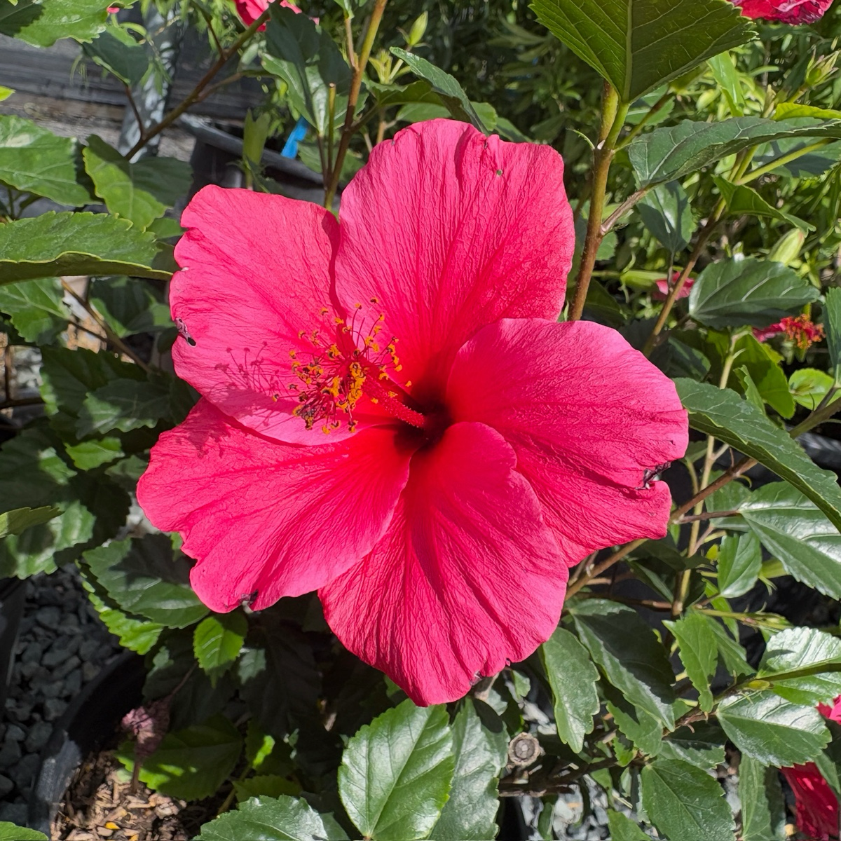 Lipstick Tropical Hibiscus