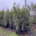 Gulftide Holly Olive