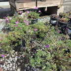 Carpet Geranium