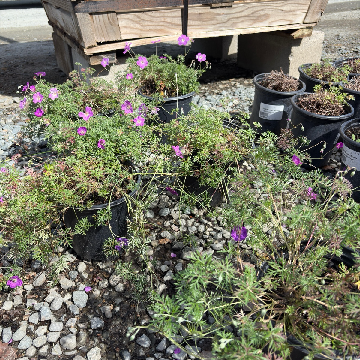 Carpet Geranium