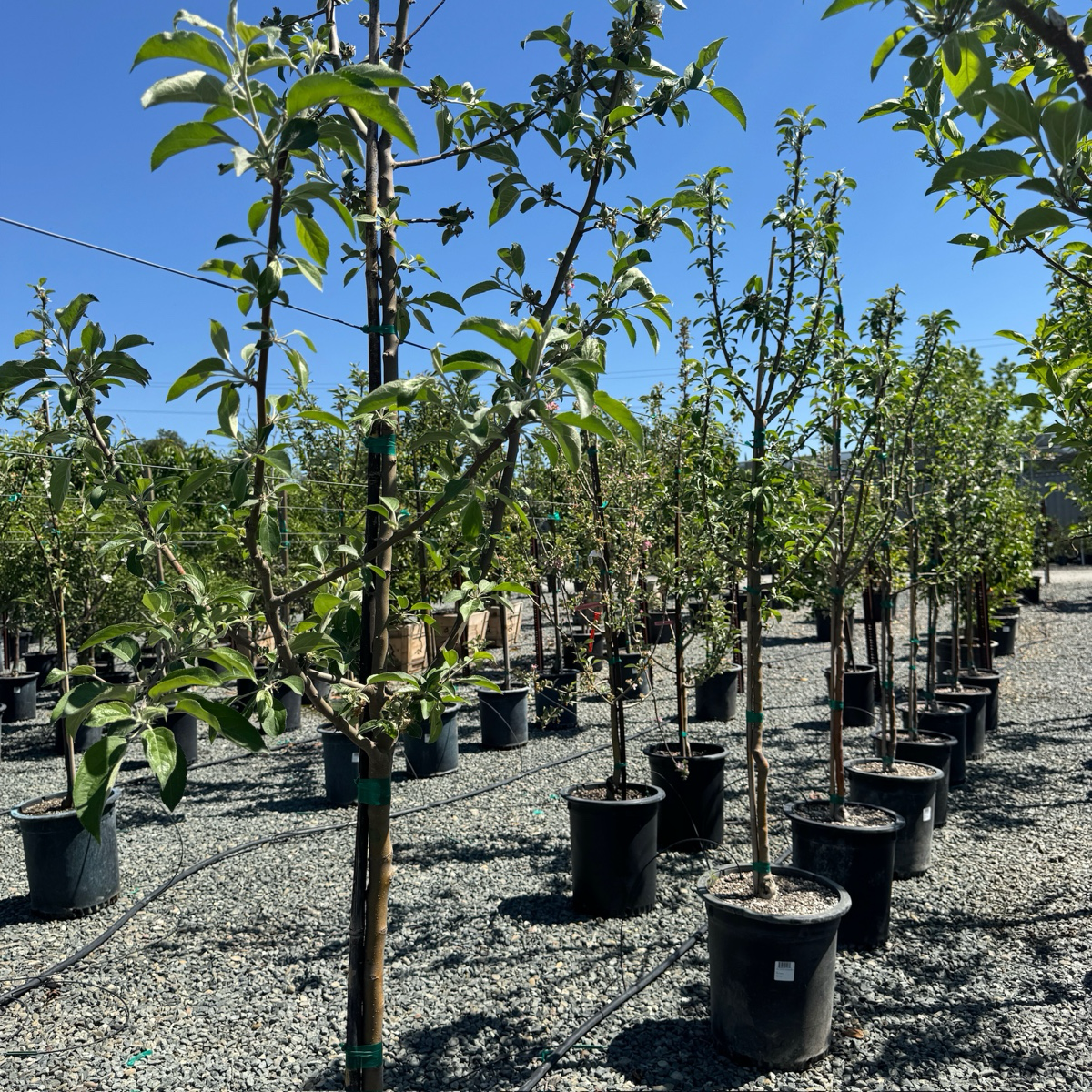 Gravenstein Apple Tree