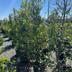 Bright 'N Tight Carolina Cherry Laurel