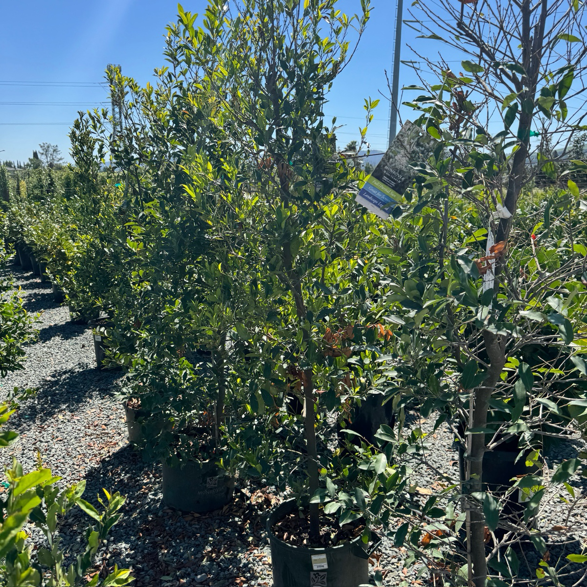Bright 'N Tight Carolina Cherry Laurel