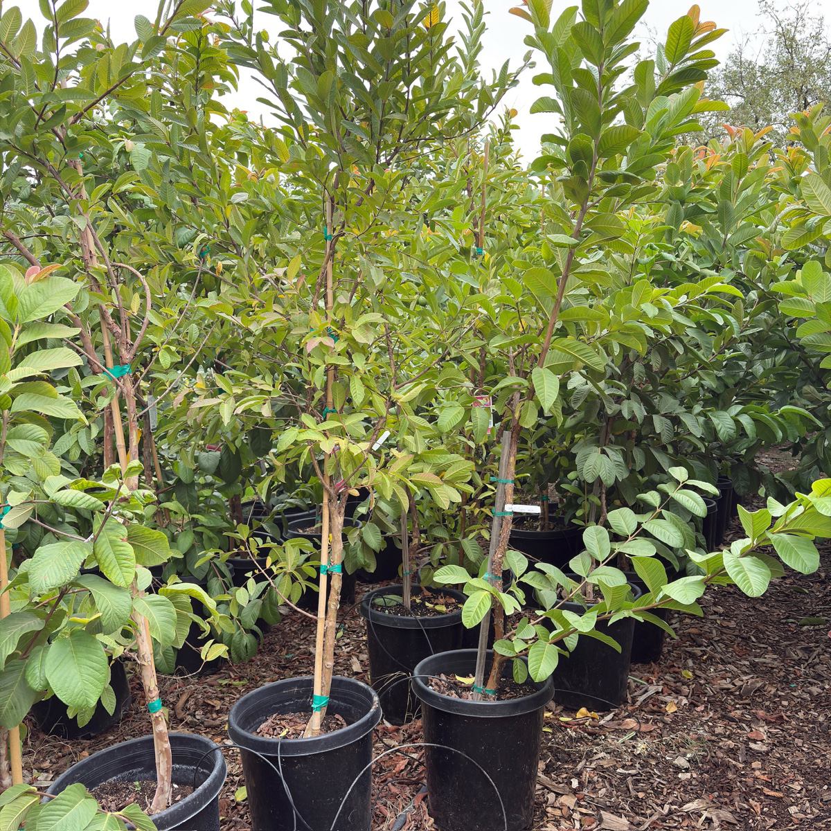 Tropic White Guava