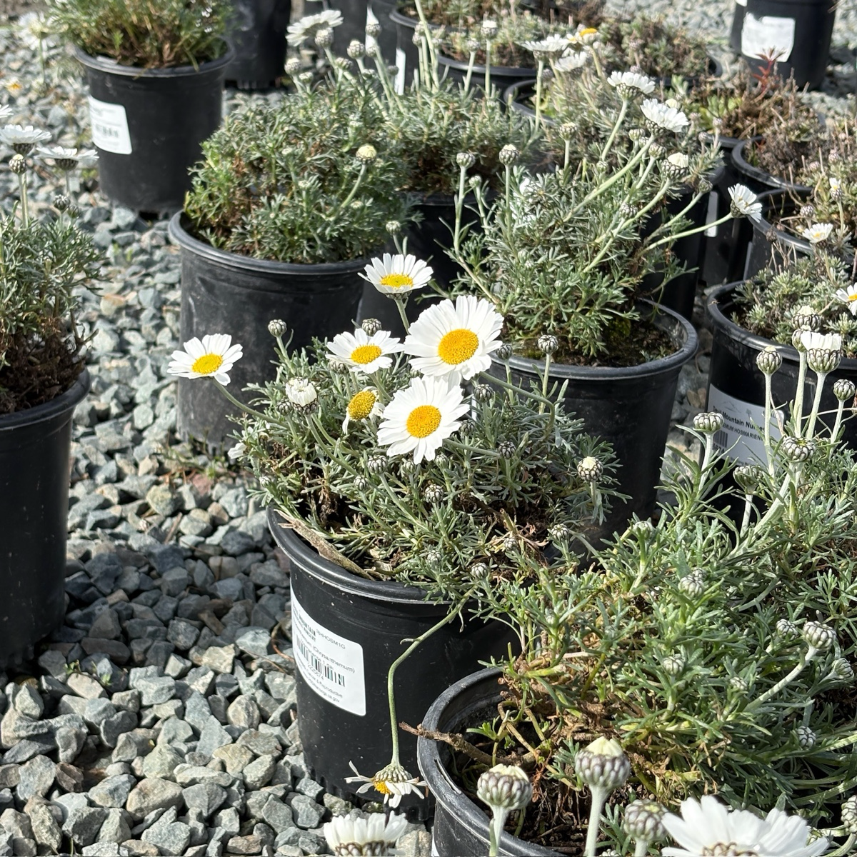 Moroccan Daisy