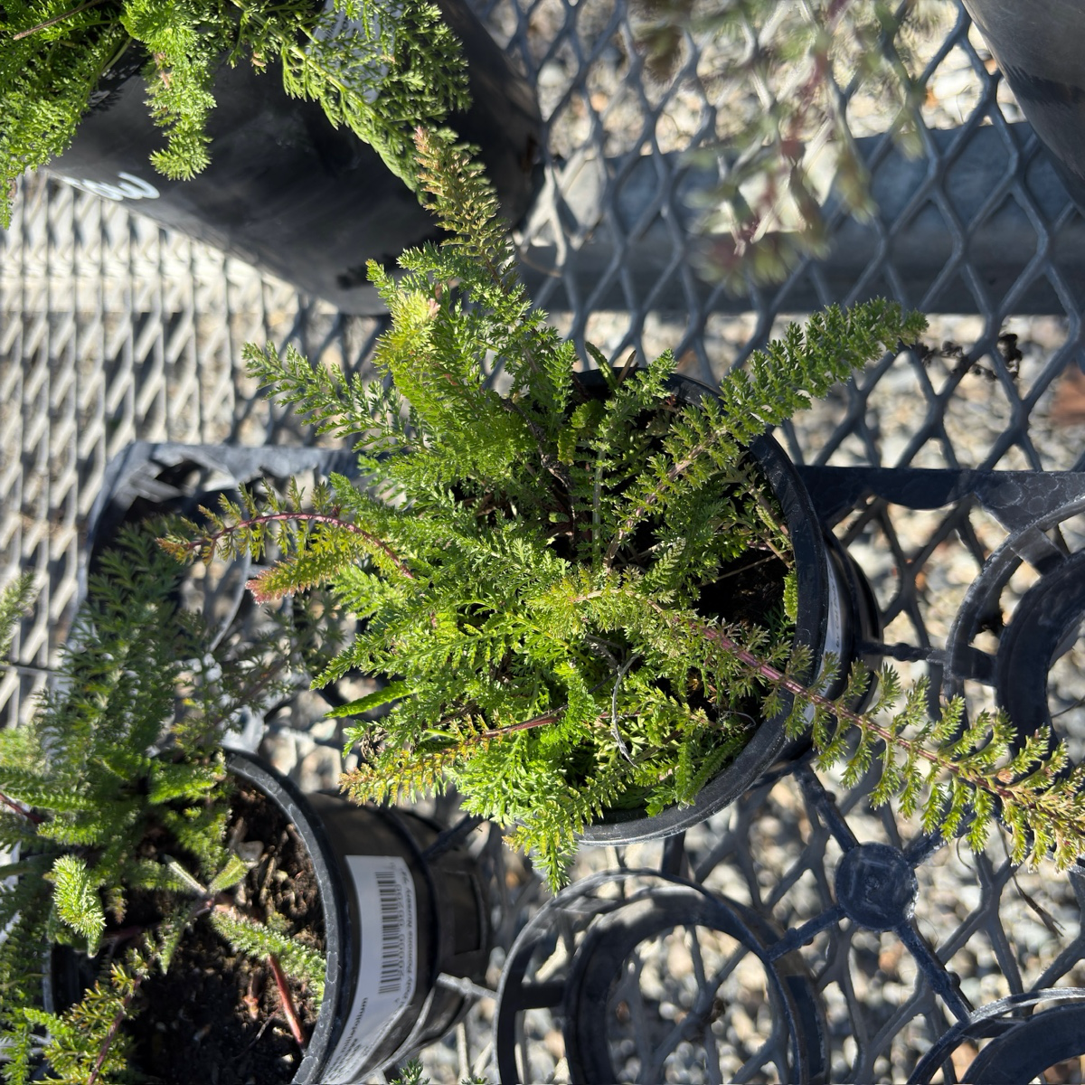 Paprika Yarrow