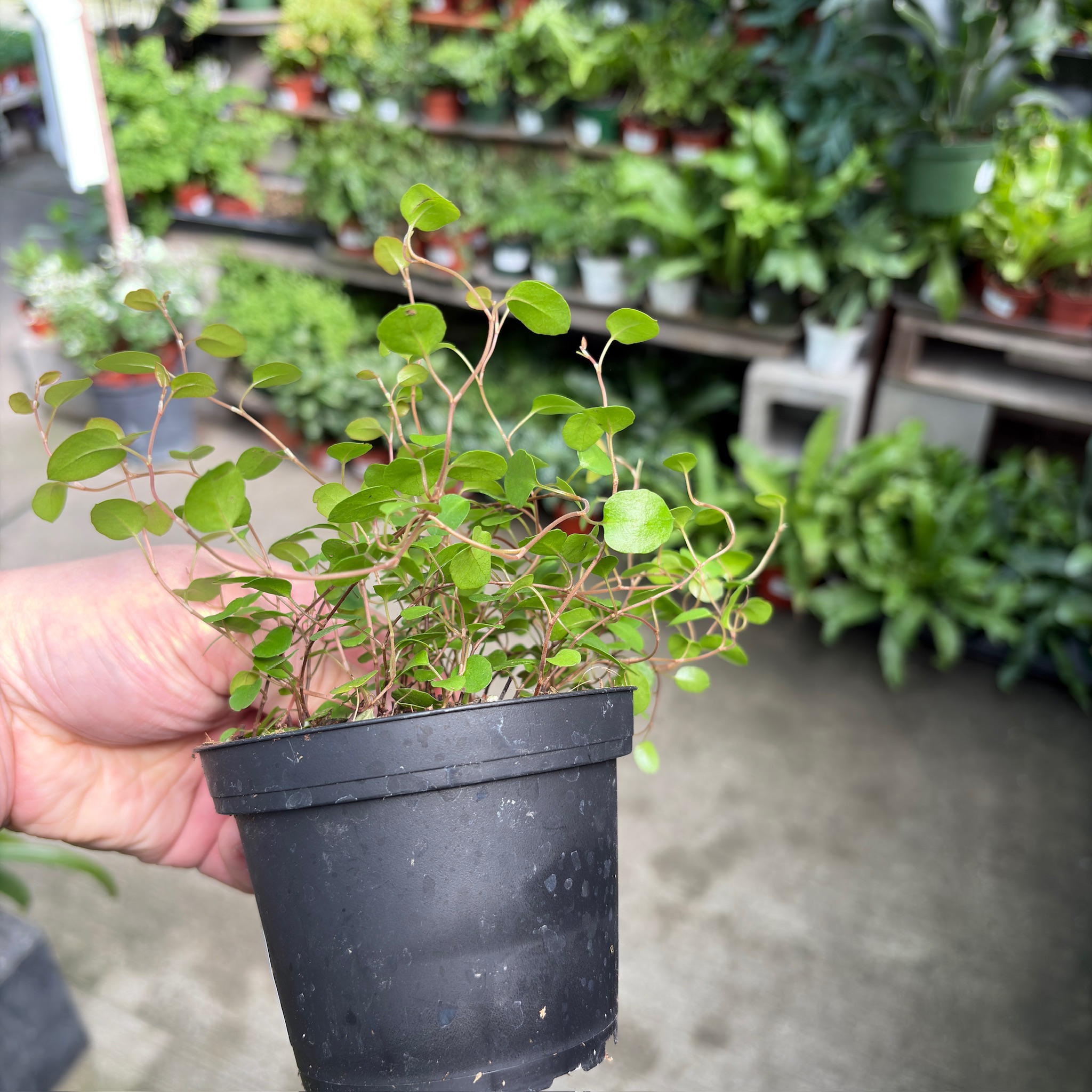 Angle Vine