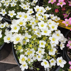 Mossy Rockfoil Flower