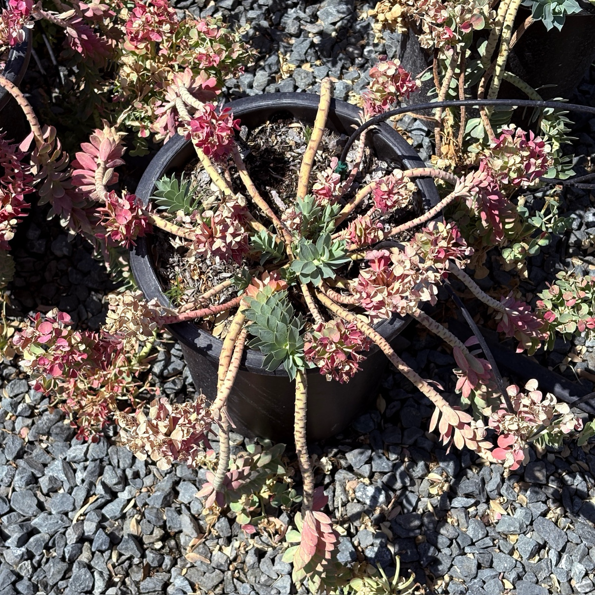 Myttle Spurge
