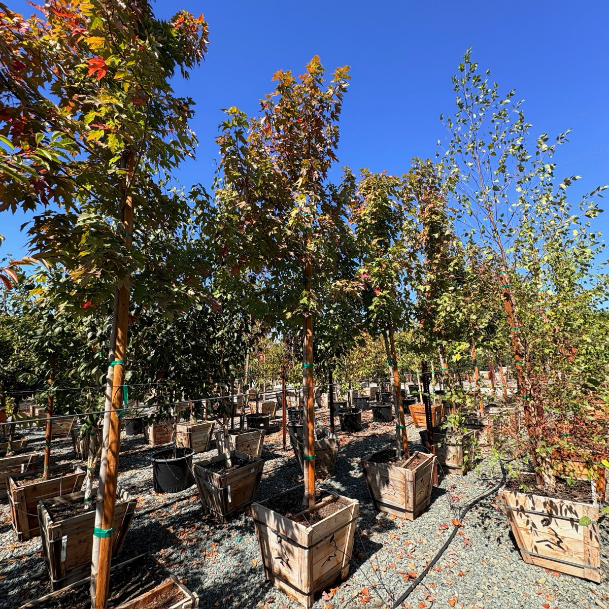Autumn Blaze Red Maple
