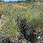 Pink Muhly Grass