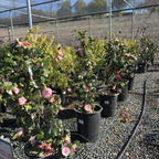 Pearl Maxwell Camellia