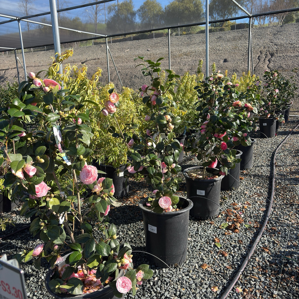Pearl Maxwell Camellia