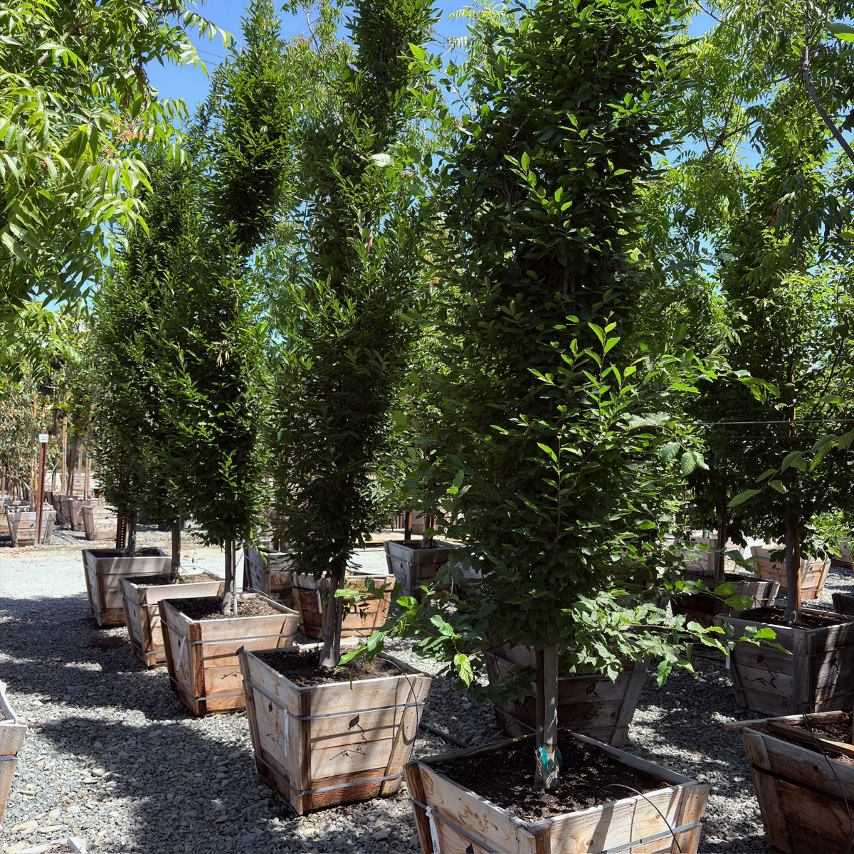Upright European Hornbeam