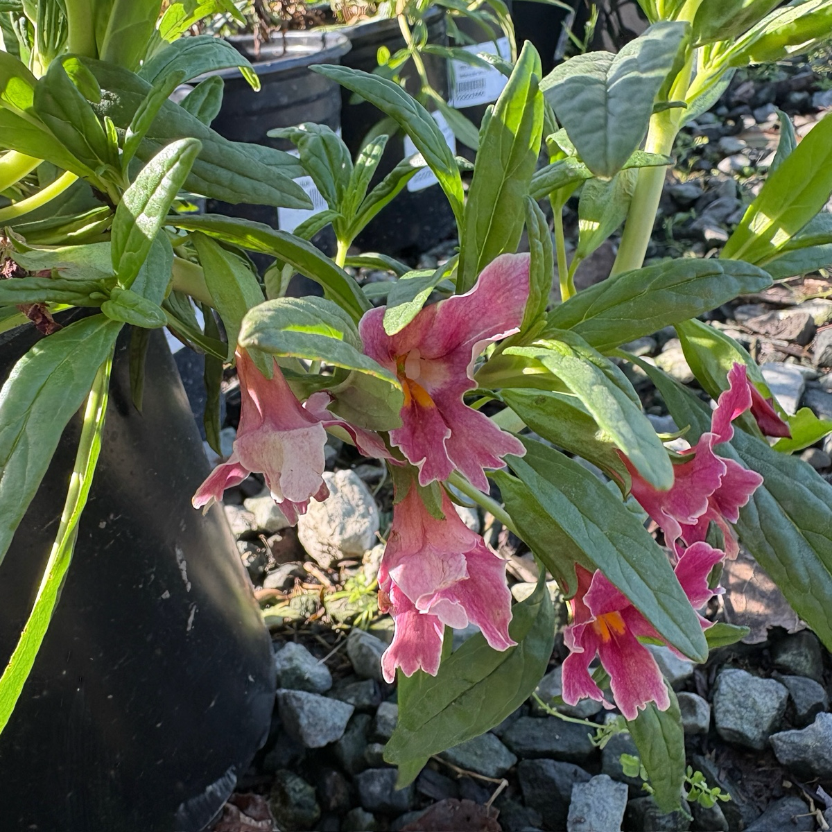 Jelly Bean Monkeyflower