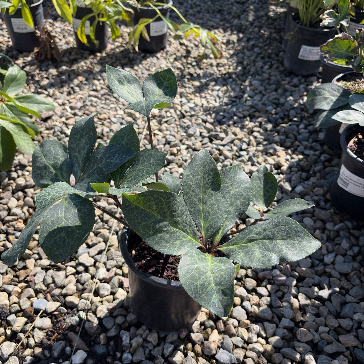 Anna's Red Helleborus