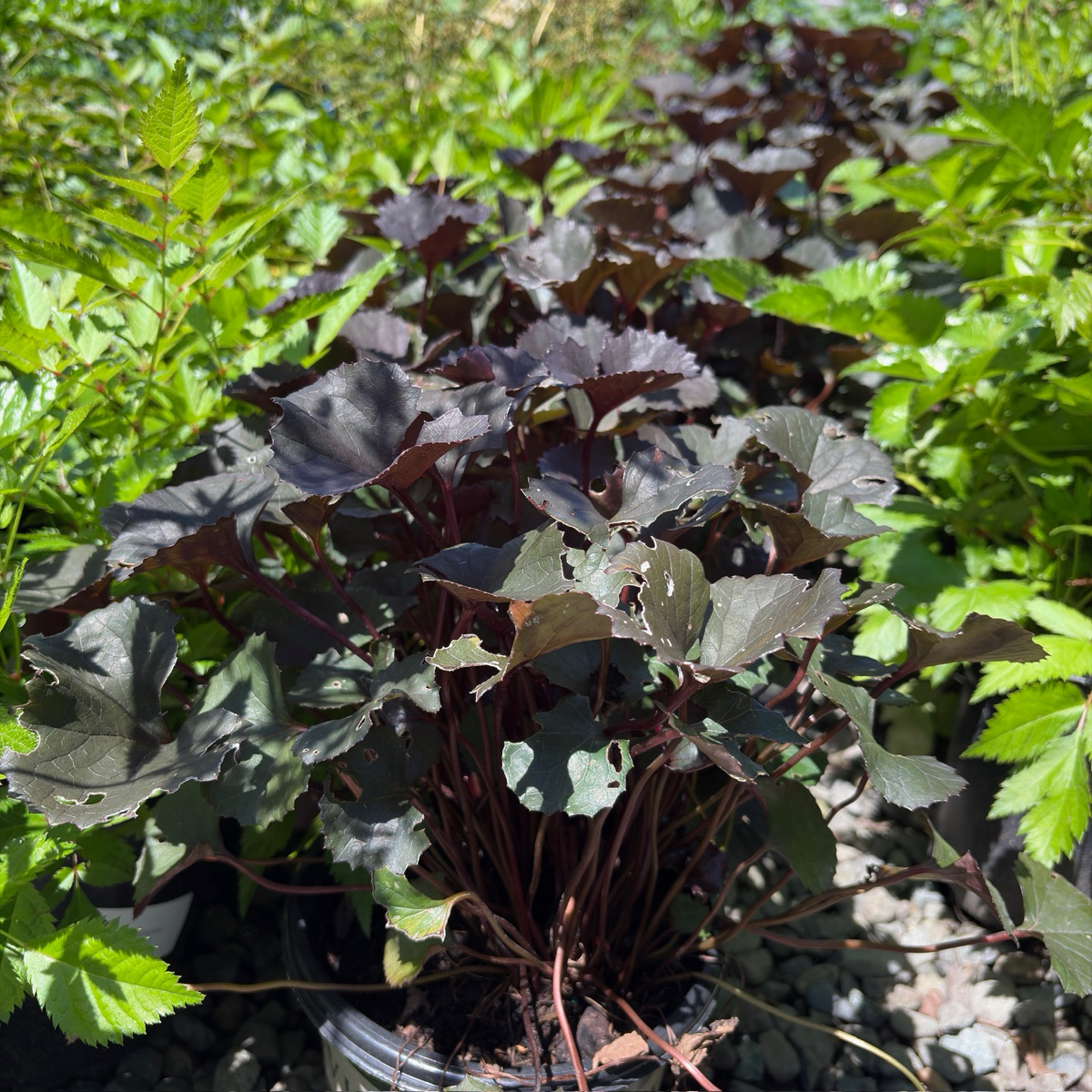 Pandora Ligularia (Ligularia dentata 'Pandora')