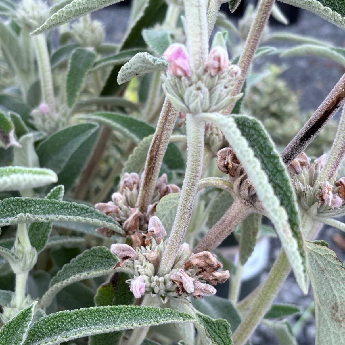 Purple Jerusalem Sage