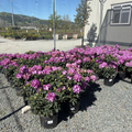Purple Passion Rhododendron