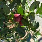 Red Strawberry Guava