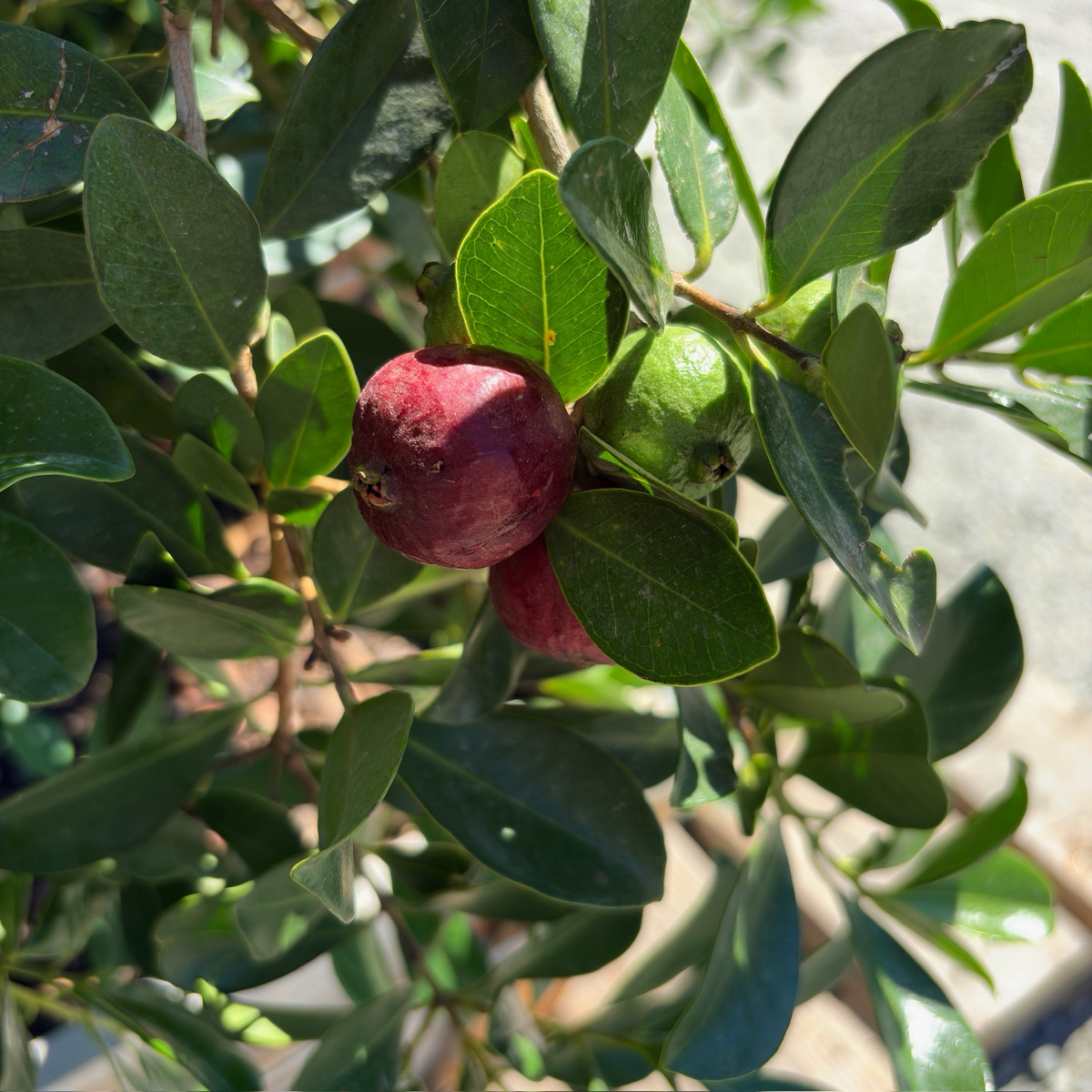 Red Strawberry Guava