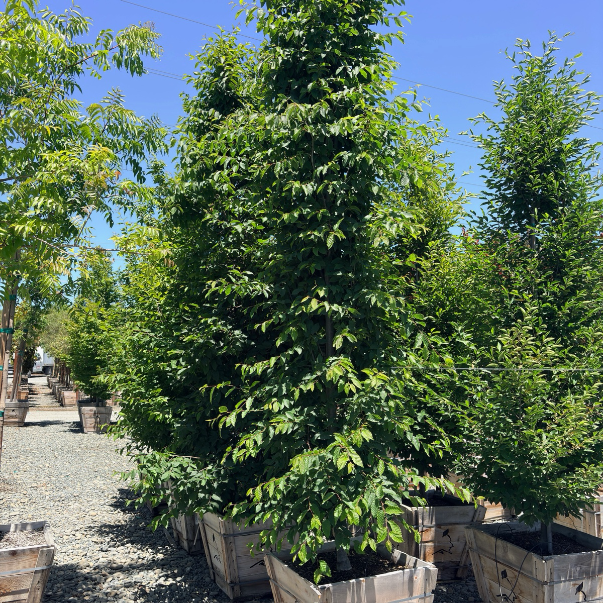 Frans Fontaine Columnar European Hornbeam