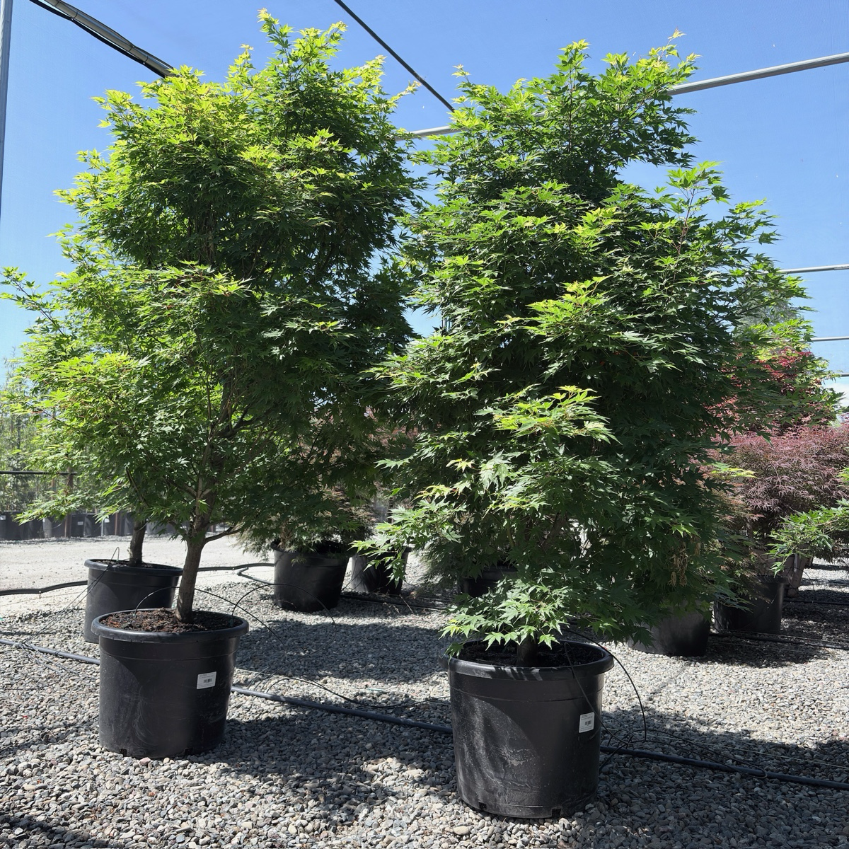 Tobiosho Japanese Maple
