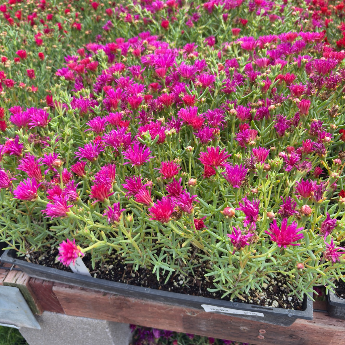 Hardy Ice Plant