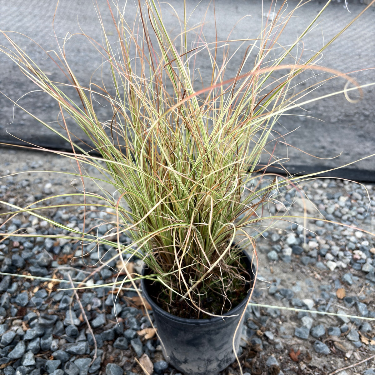 Morning Maiden Grass