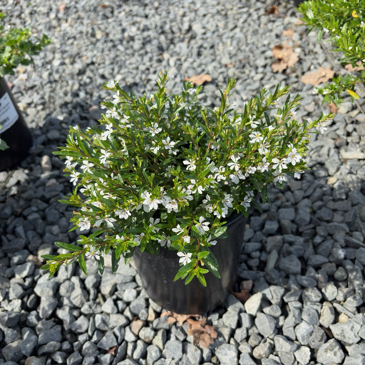White False Heather