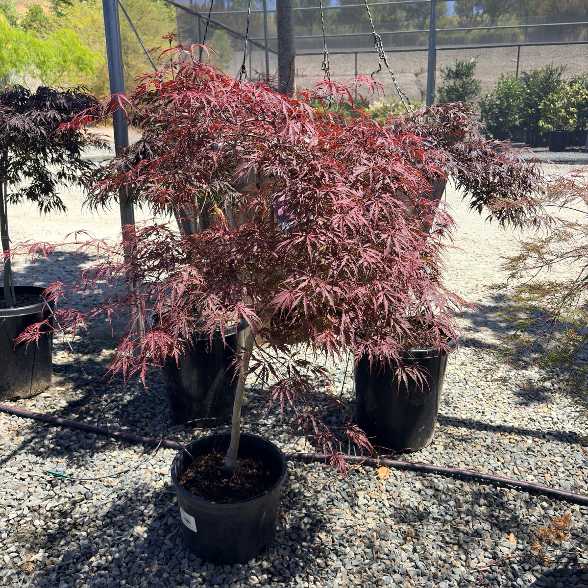 Tamukeyama Lace Japanese Maple | Weeping Red Laceleaf Acer