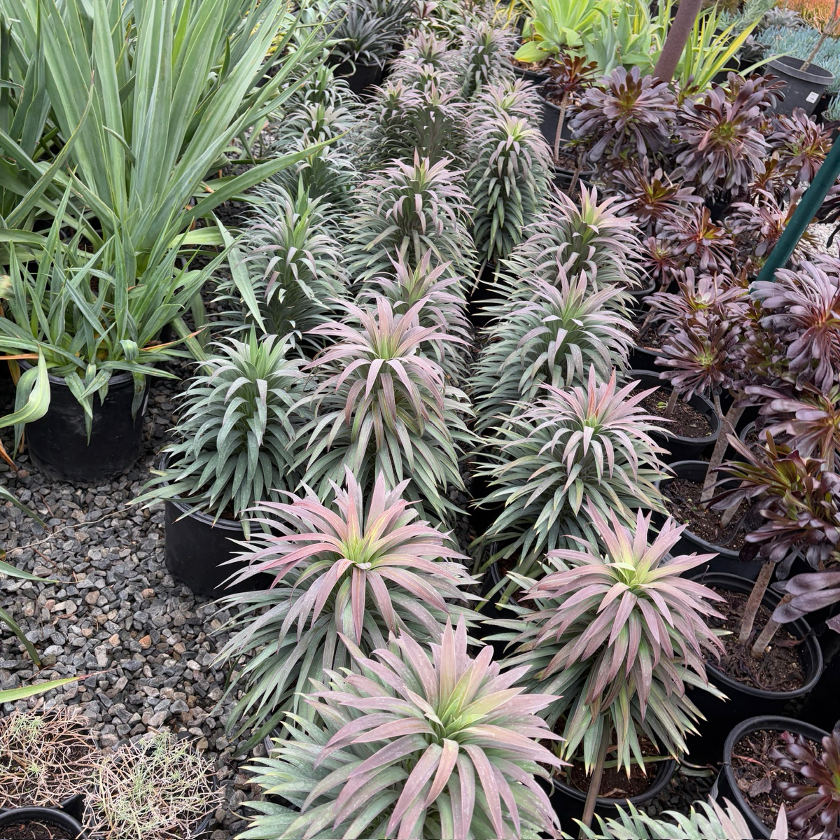 Blue Boy Spanish Bayonet