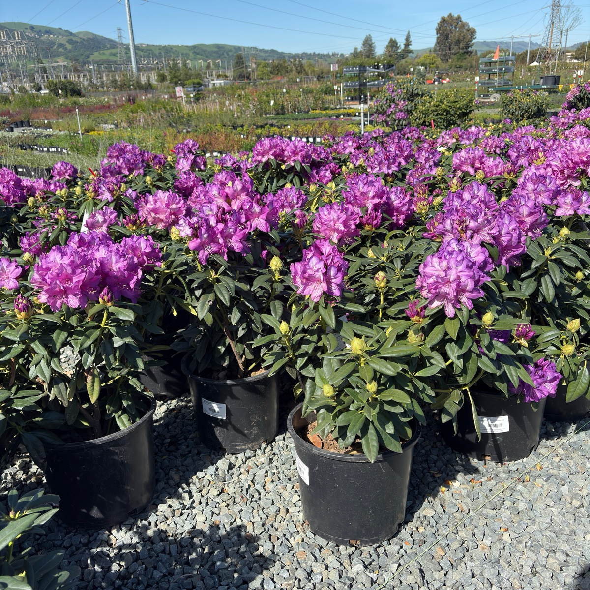 Purple Passion Rhododendron