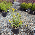 Jerusalem Sage