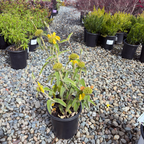 Jerusalem Sage