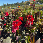 Australia Canna Lily