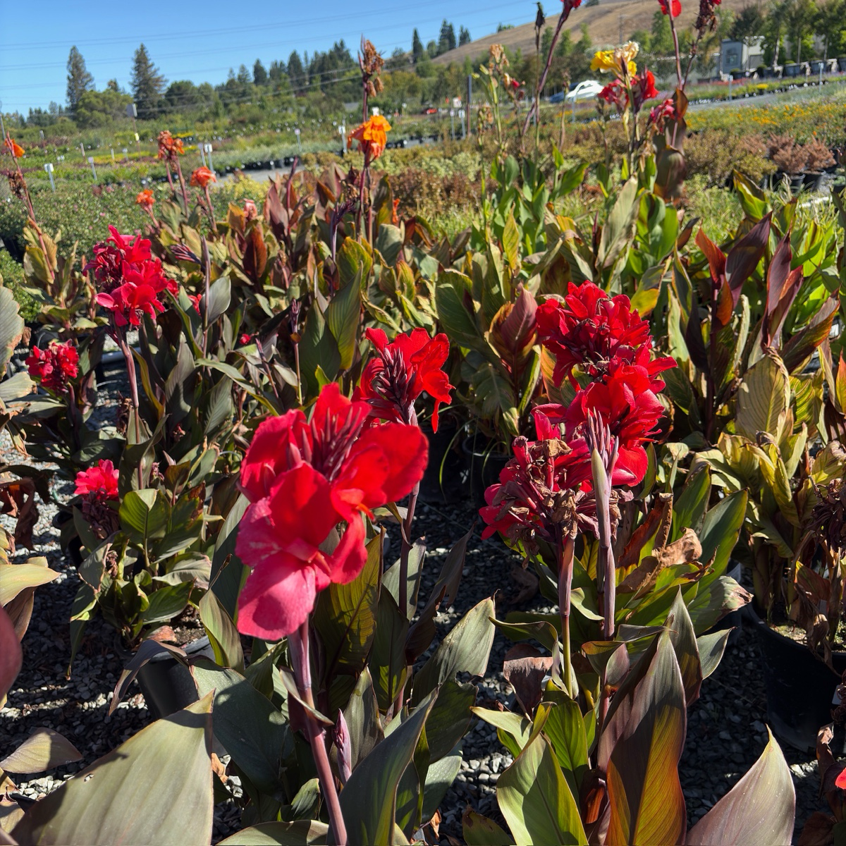 Australia Canna Lily