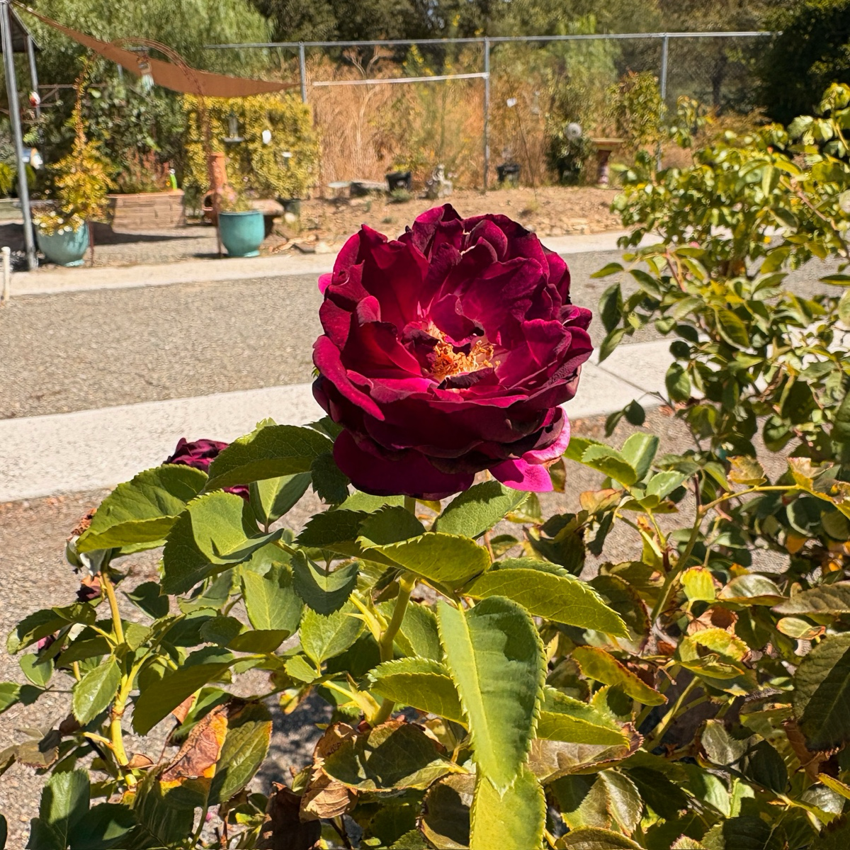 Twilight Zone Grandiflora Rose