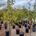 Gold Kist Apricot Tree