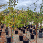 Gold Kist Apricot Tree