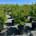 Tuscarora Crape Myrtle