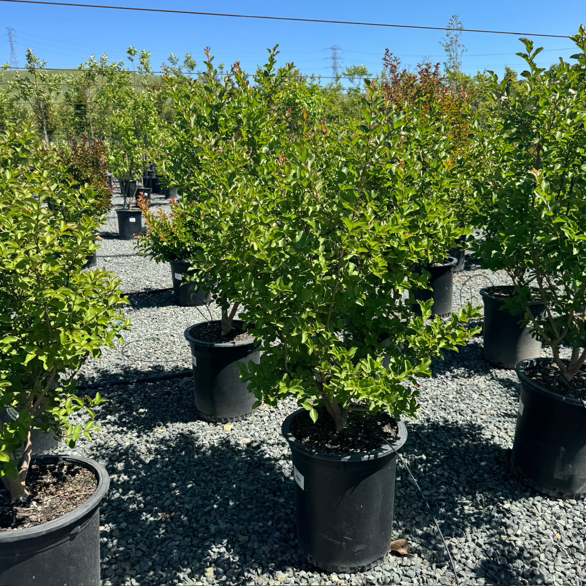 Tuscarora Crape Myrtle