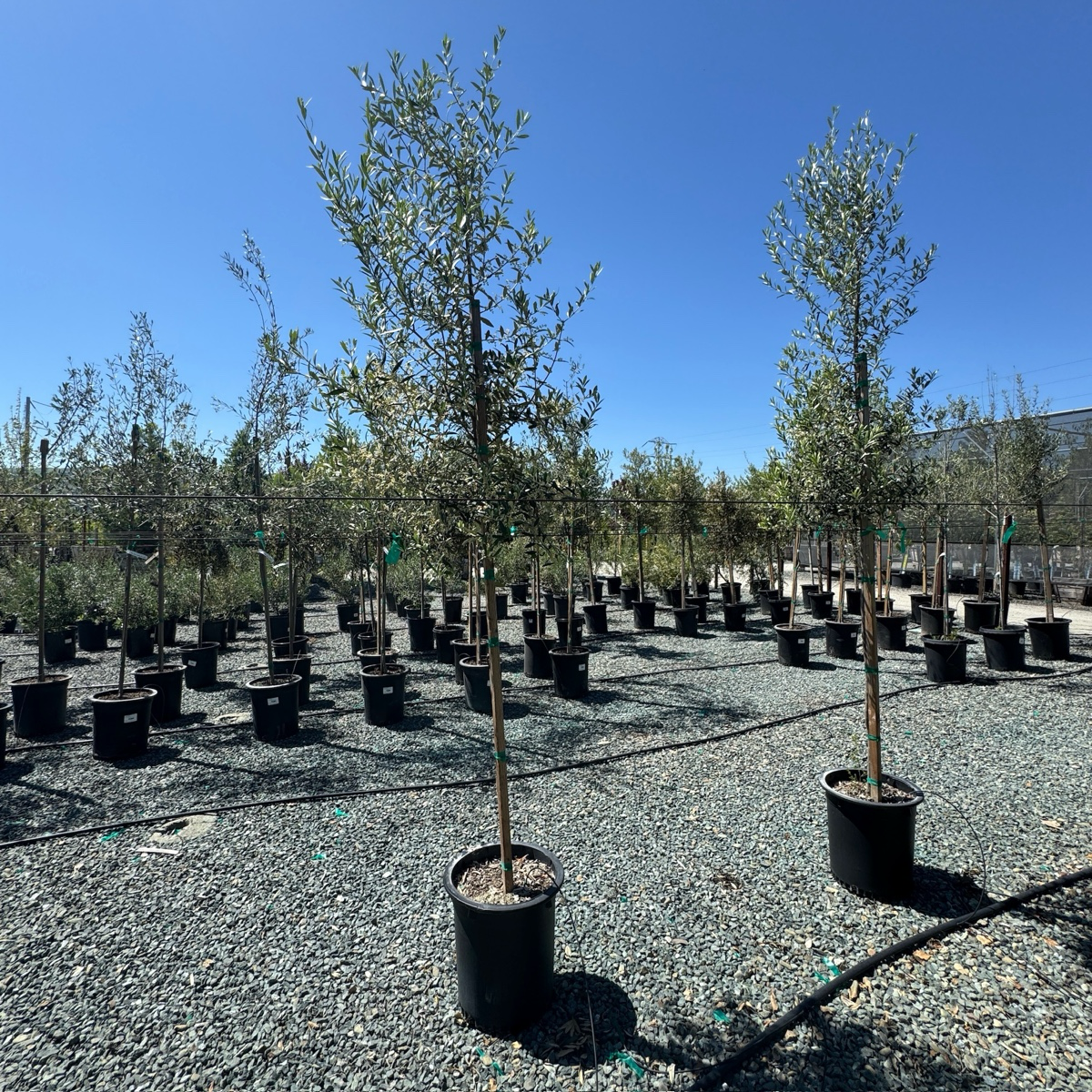 Manzanillo Fruiting Olive Tree