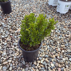 Dwarf Common Myrtle