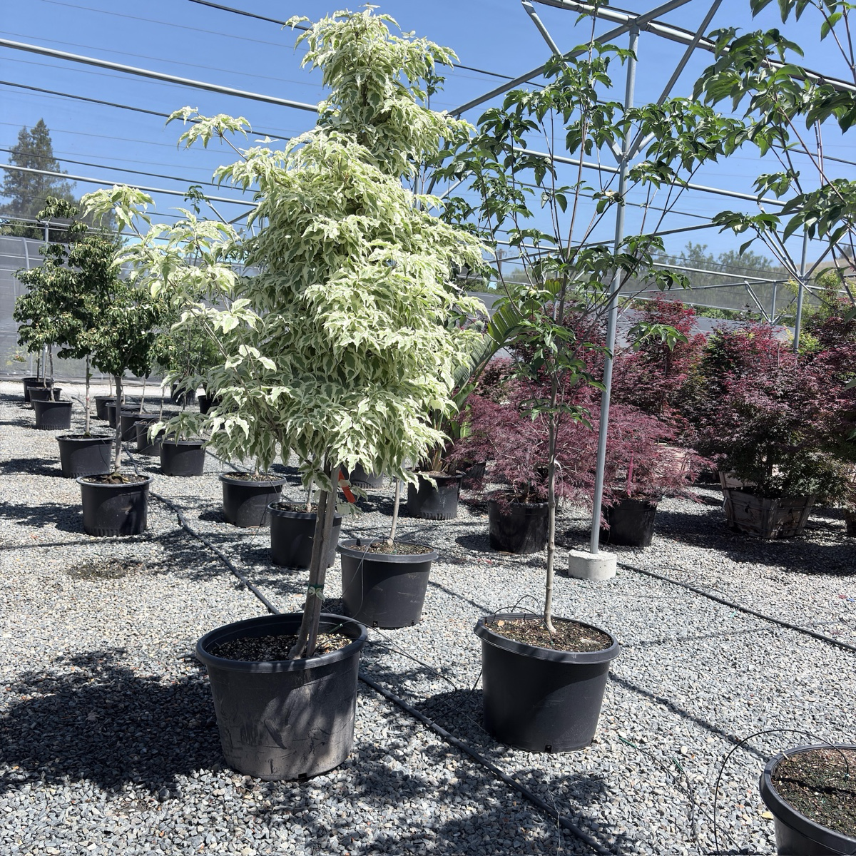 Summer Fun Kousa Dogwood